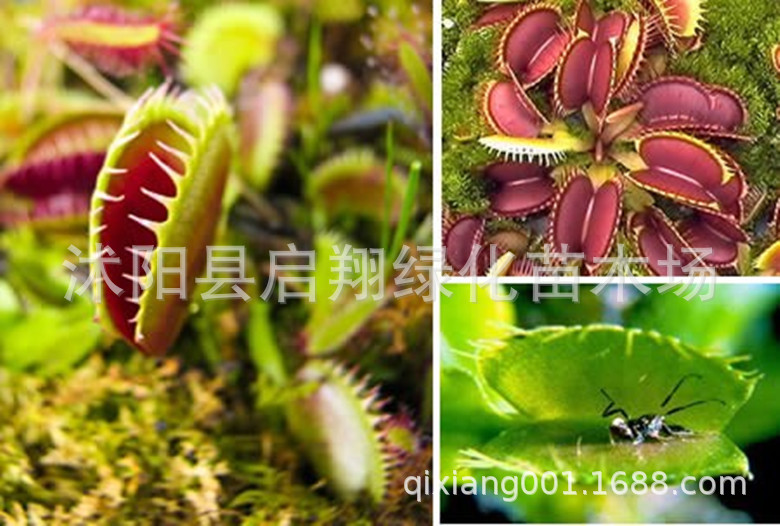 盆栽花卉植物种子 食虫草 捕蝇草种子 驱蚊植物种子 夏季除虫草