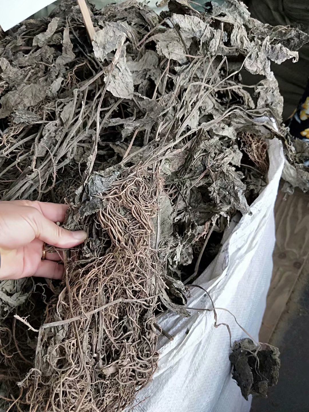 中药材四块瓦 四叶对 四叶细辛 万根丹 每件500克