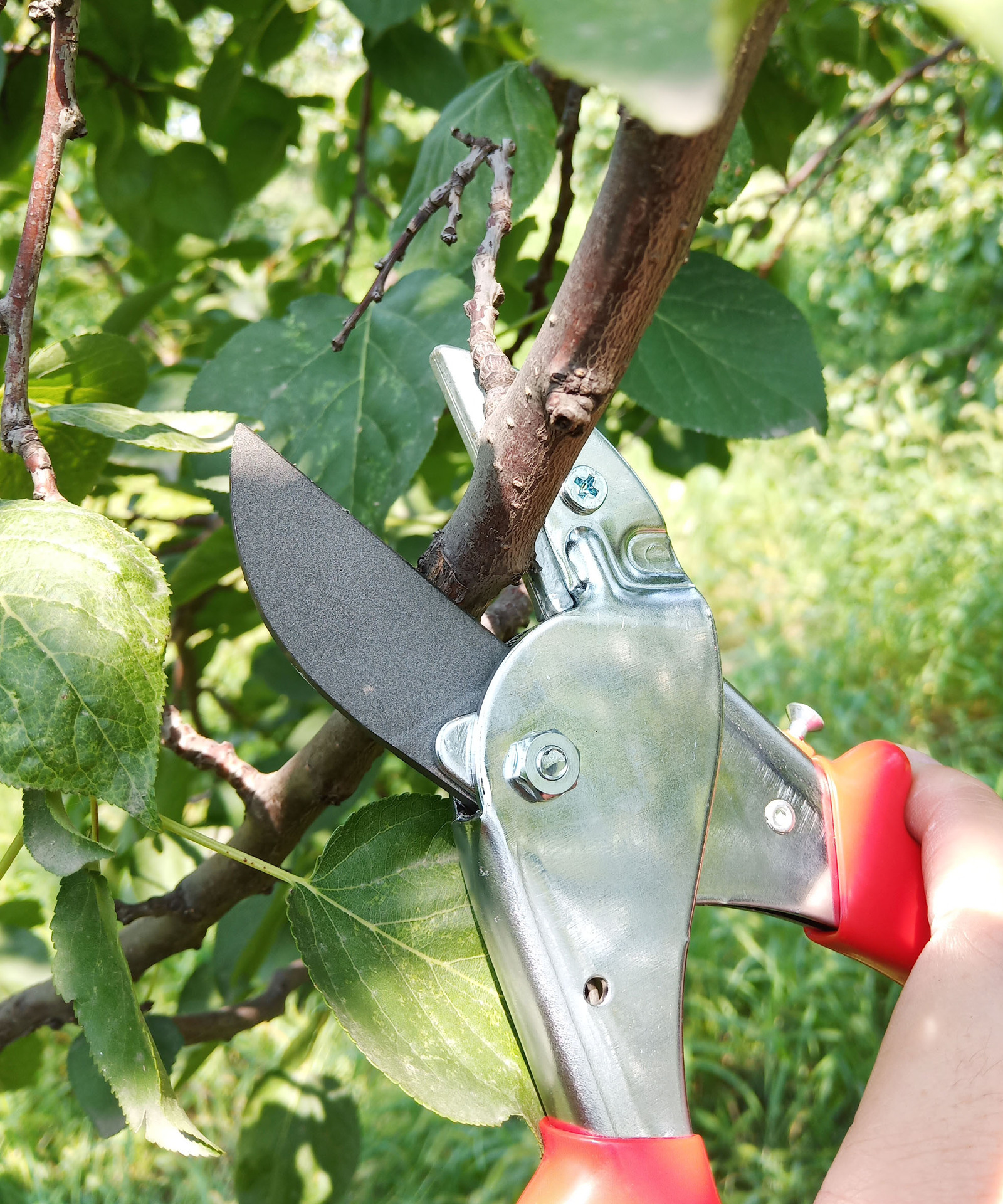 易速sj813修枝剪 果树剪刀 省力修枝剪 园林园艺剪刀剪葡萄枝剪刀
