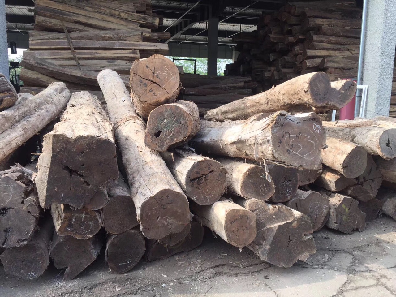 墨西哥乌木 黑柿木原木料 神木 十二雄蕊破布木 价格便宜 发货快