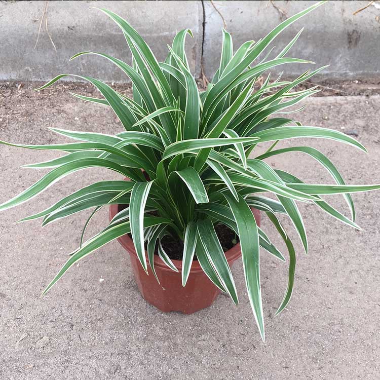 基地直销金边银边吊兰盆栽庭院阳台植物绿植去甲醛之王花卉