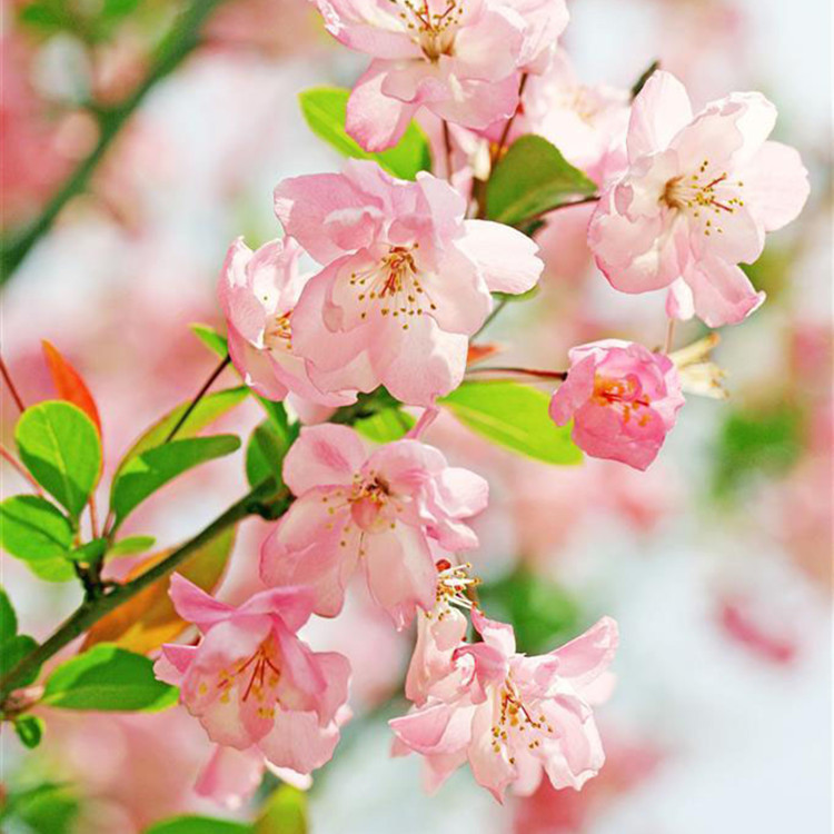 日本海棠 盆栽海棠花 海棠盆景海棠 当年开花海棠苗 海棠