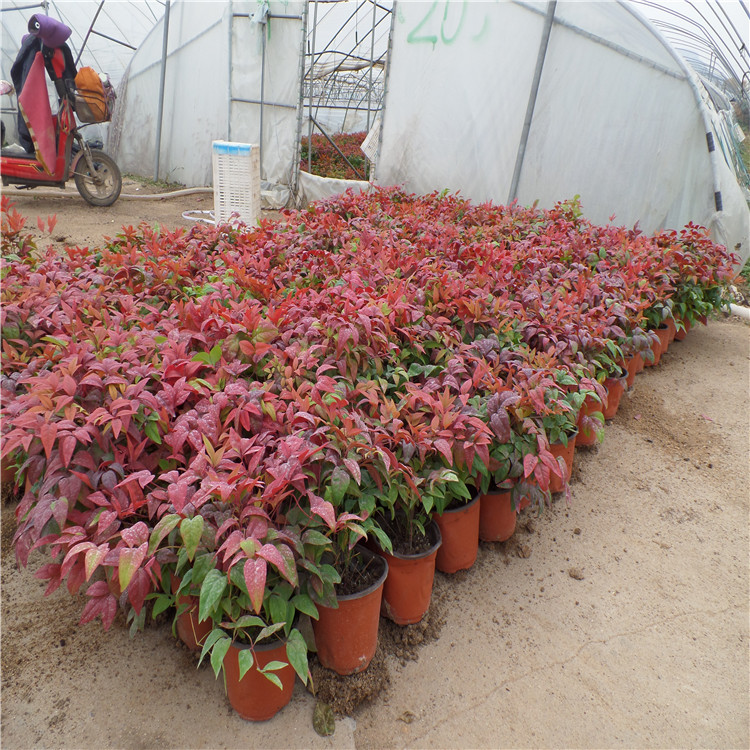 120杯冠幅20公分火焰南天竹种植基地 绿化苗木火焰南天竹批发