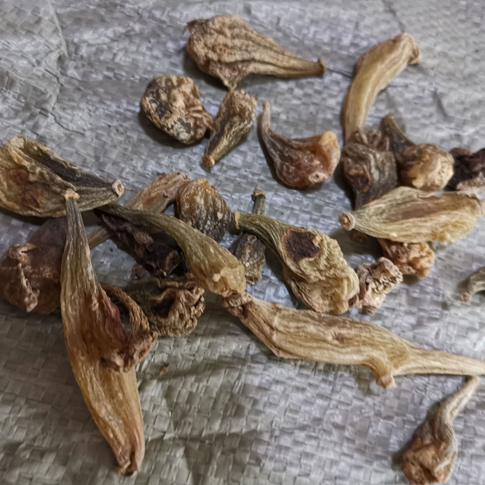 中药材批发 冰球子 独蒜兰 山慈菇 毛慈菇