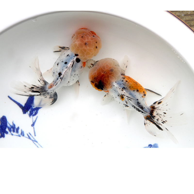 狮子头金鱼活体观赏鱼冷水鱼五花狮子头金鱼宠物小型金鱼