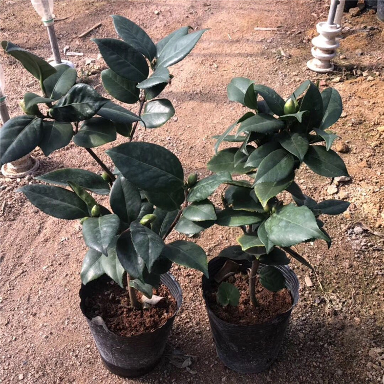 优质盆栽160杯大花型 青叶贝拉茶花25-40公分高多分支 贝拉茶花