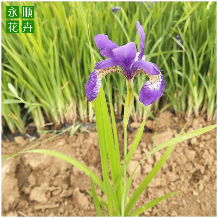 园林种苗花菖蒲黄紫色菖蒲价格 绿化苗木景观水生鸢尾