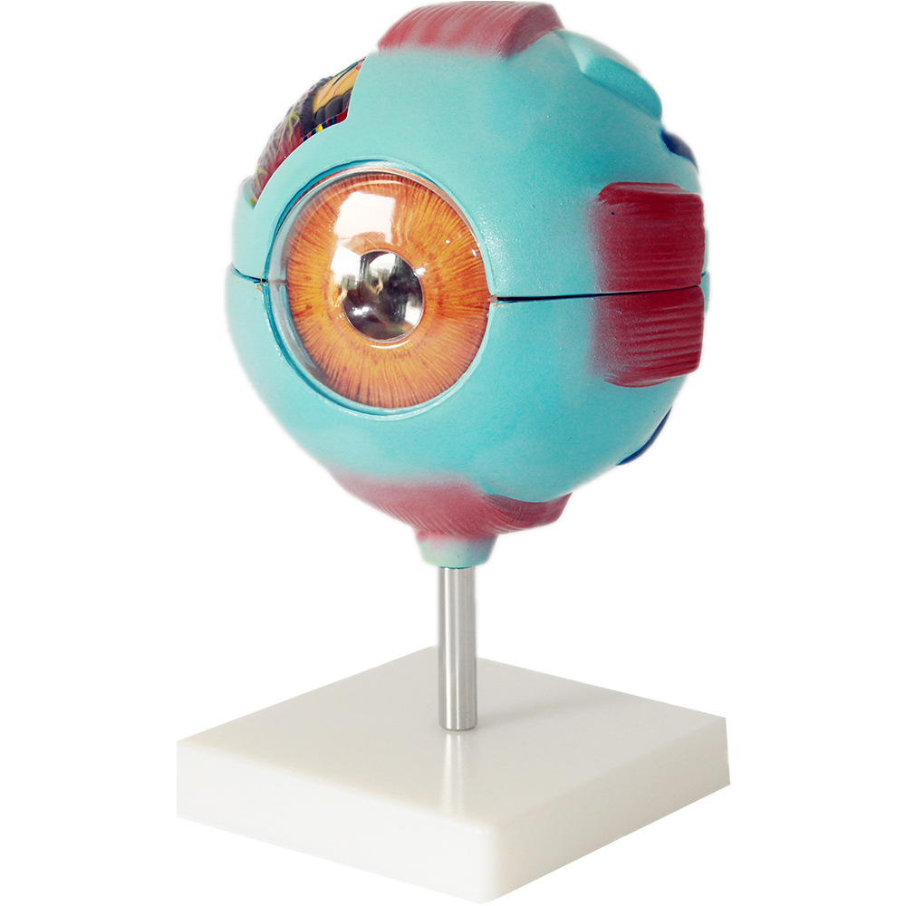 医用人体眼球模型眼放大模型感觉器官眼科专用