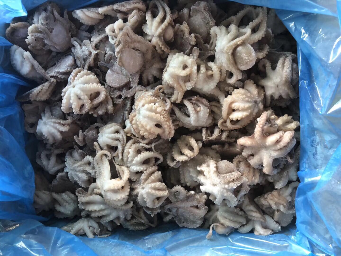 批发供应冷冻八爪鱼小章鱼冷冻冻章鱼麻辣海鲜原料直供