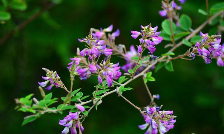 灌木绿肥饲料护坡小灌木种子胡枝子种子二色胡枝子胡枝条随军茶