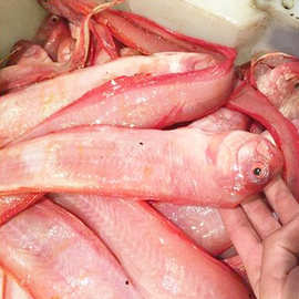 产地货源东海红带鱼新鲜鲜活速冻野生深海日料饭店批发赤刀鱼海鲜