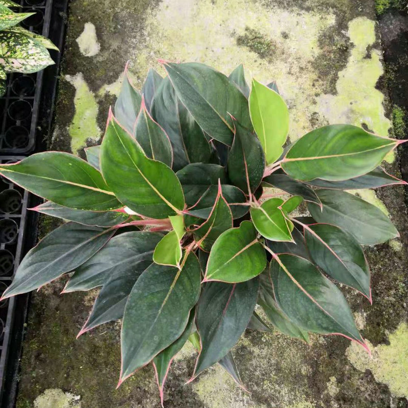 蓝宝石粗勒草盆栽 室内办公室盆栽盆景绿植易养护水培植物