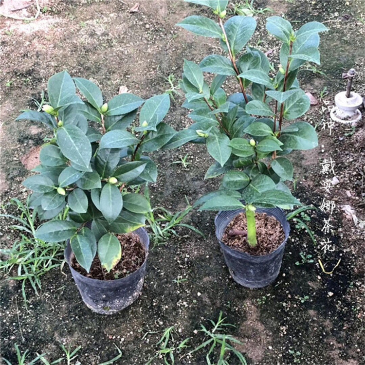 嫁接玉盘金华茶花 姚黄魏紫茶花 四季杜鹃茶花-阿里巴巴