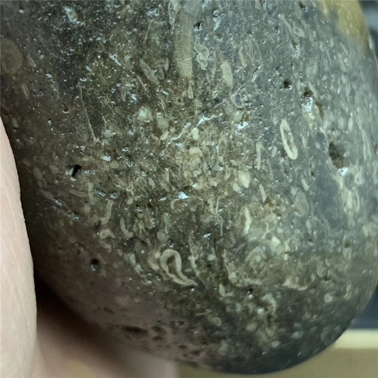 法螺天珠原石藏传