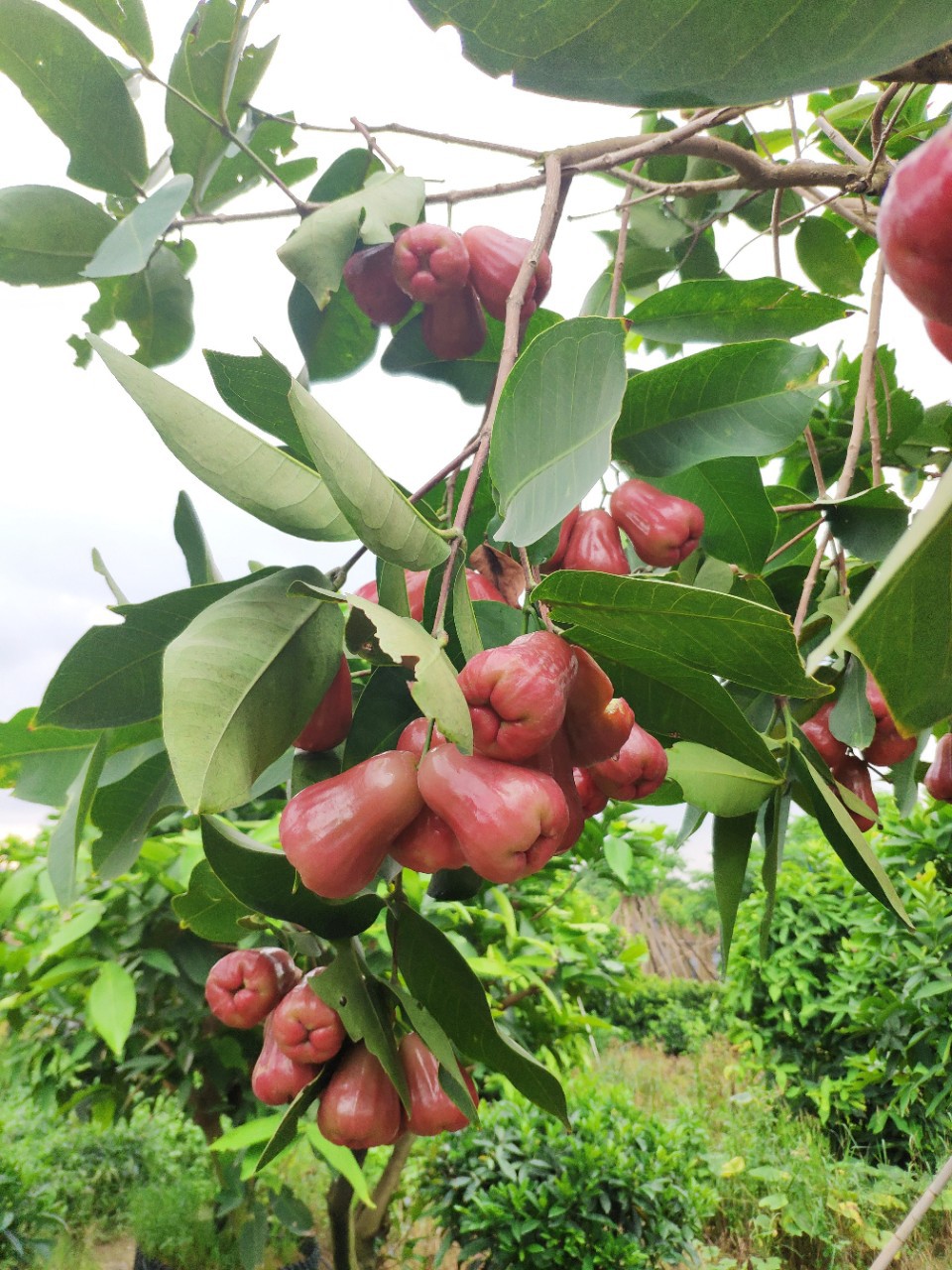 905基地供应 蜜风铃 莲雾果树 3-3.5米高 台湾莲雾