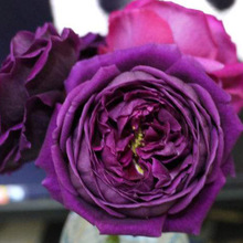 日本品种月季苗大花浓香皇宫紫黑的包子玫瑰花苗四季开花水果香味