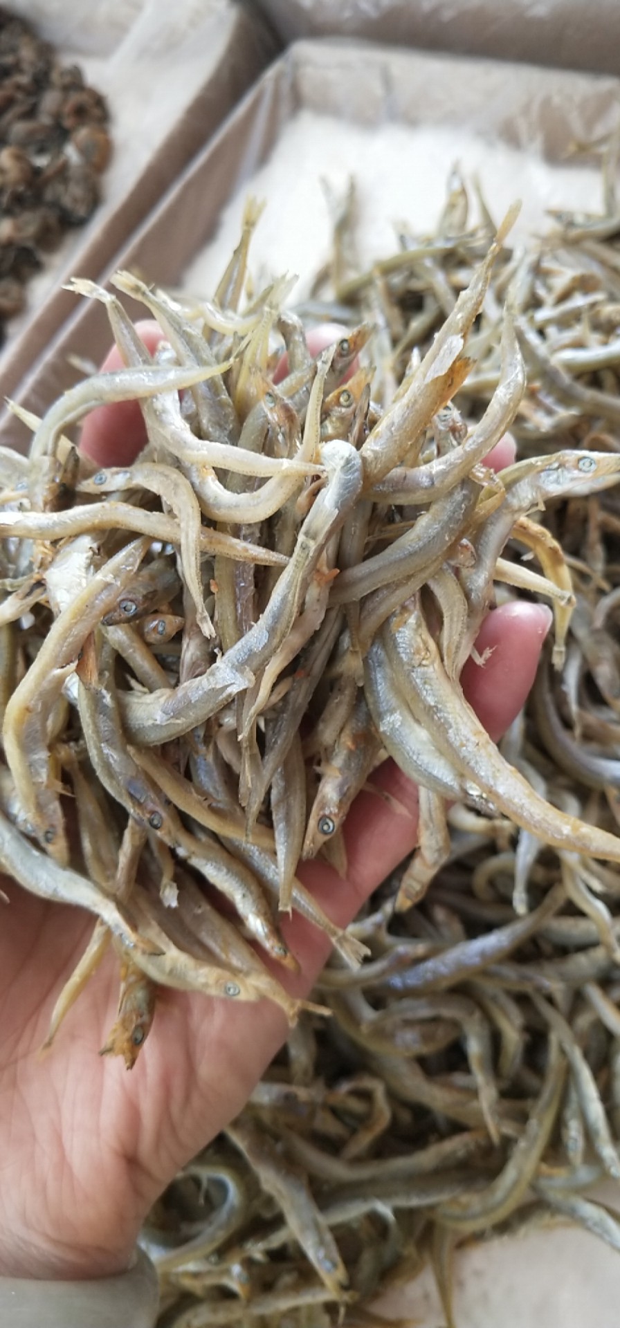 银针鱼 沙尖鱼 牙签鱼 鱼干 淡口 海鲜干货