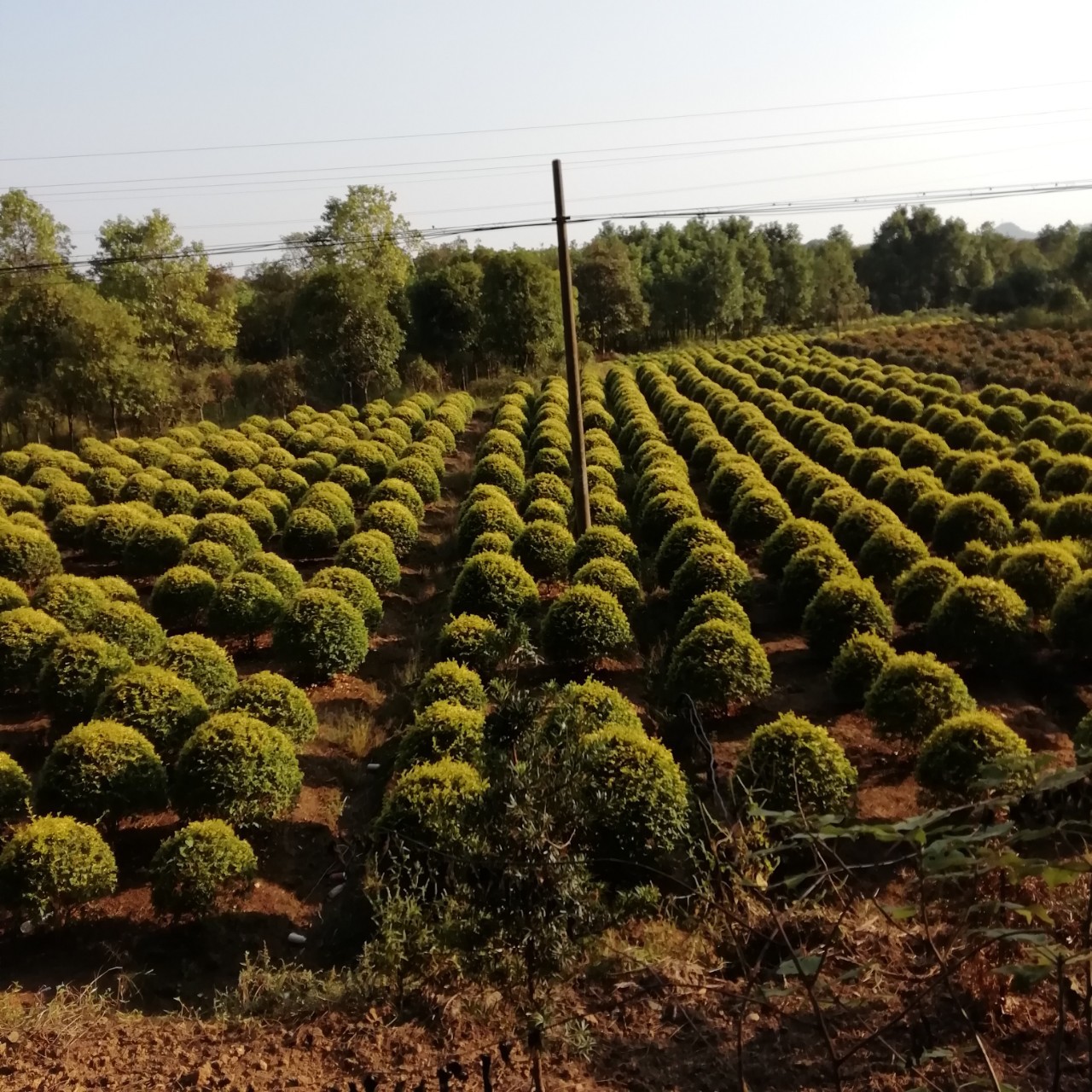 基地直销园林绿化工程灌木金森雨贞球金森雨贞精球灌木球批发供应