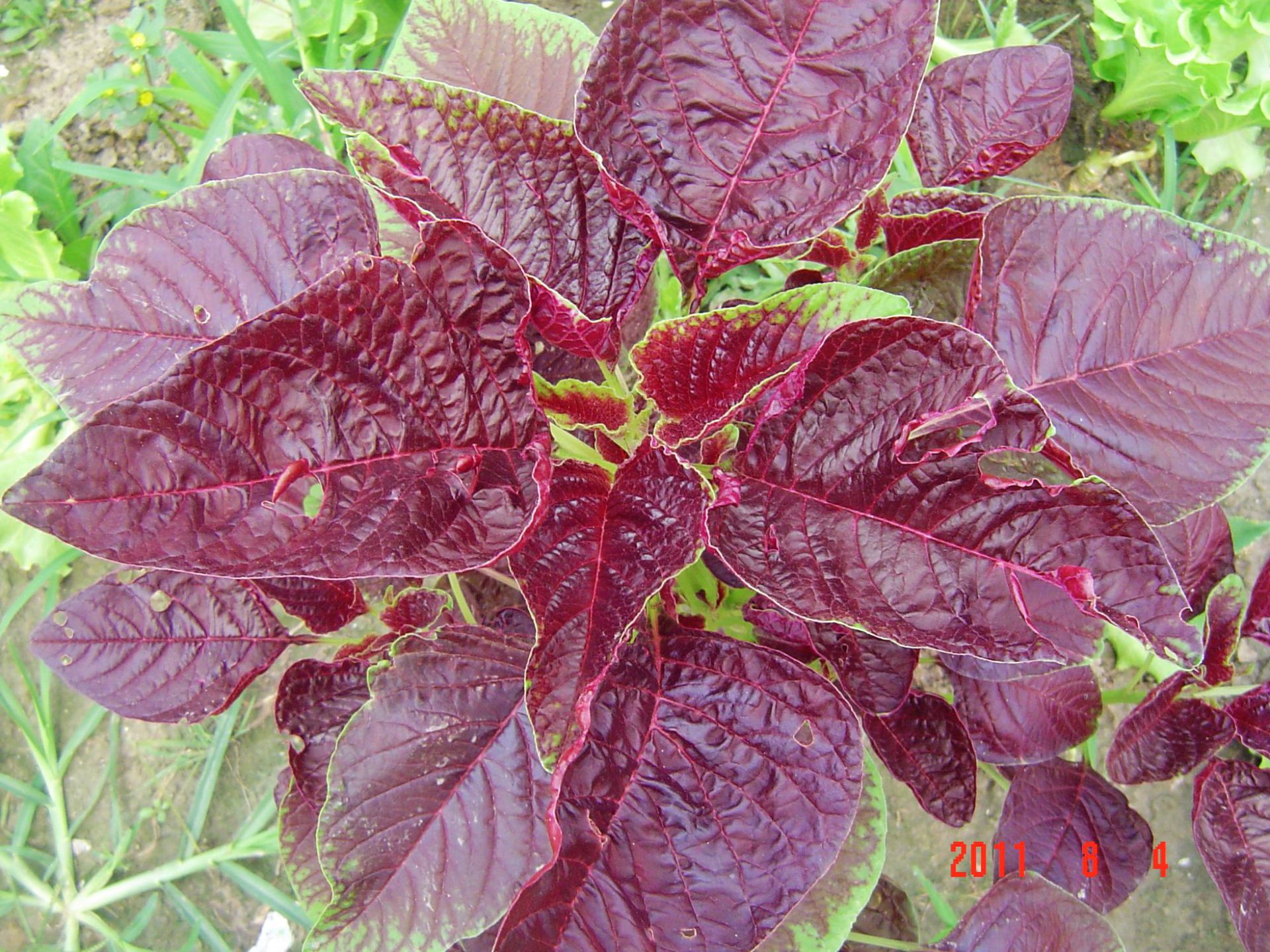 简装500克满身红苋菜种子全身红苋菜荇菜寒菜全红旱菜种籽批发