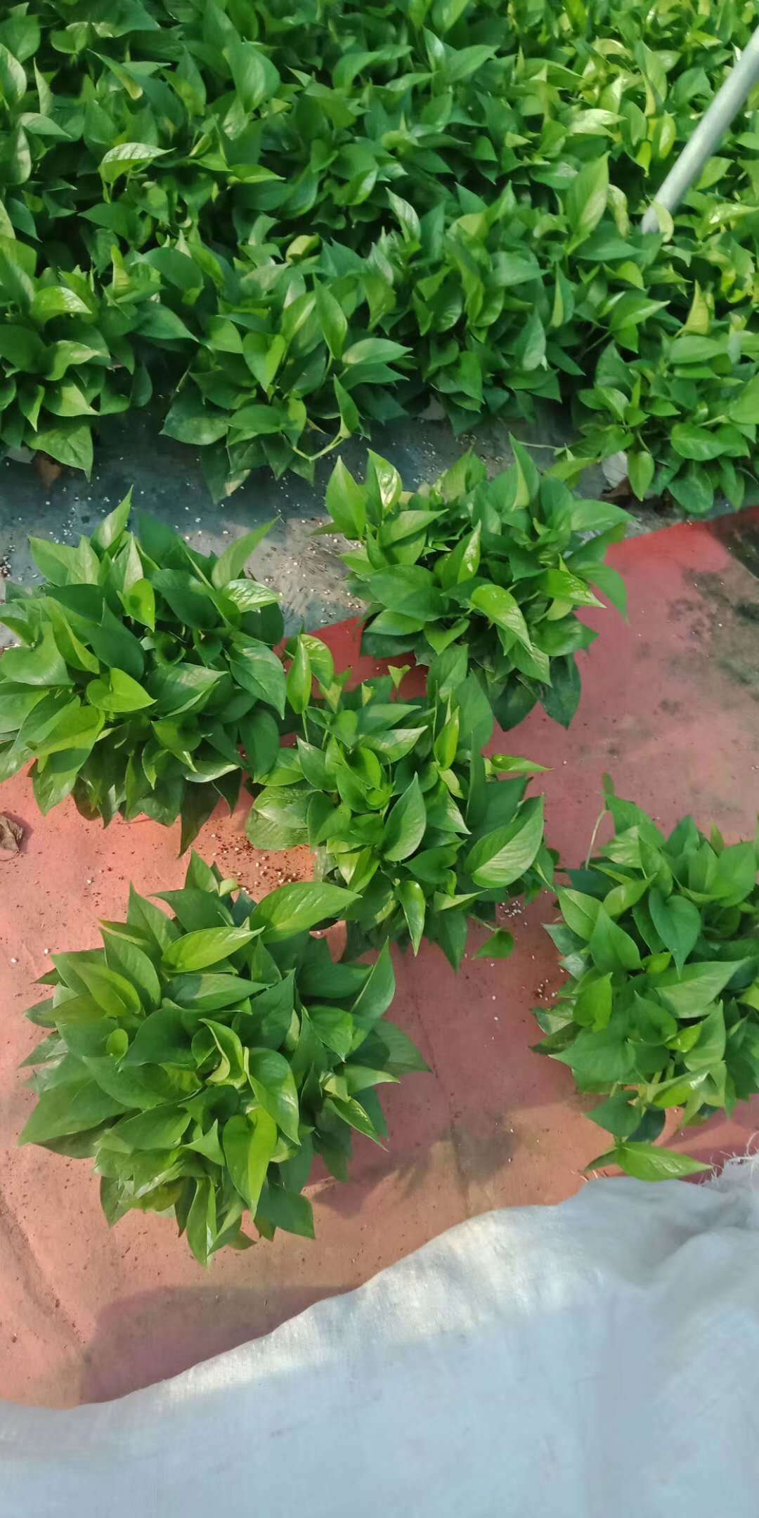 《基地直销》绿萝180#花卉绿植吸甲醛植物居家办公室桌面净化空气