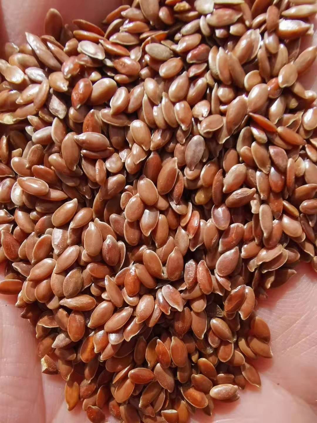 亚麻籽 内蒙古优质棕色亚麻子 胡麻籽 胡麻子 各种亚麻籽油 料
