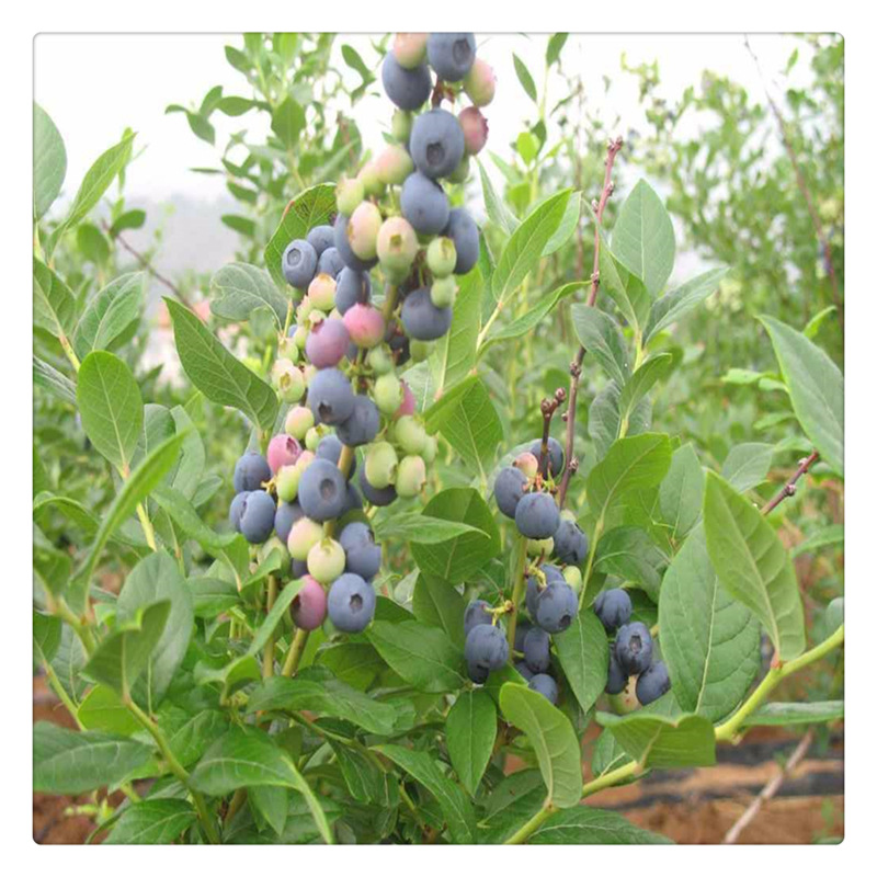 黑珍珠蓝莓树苗 南北方蓝莓苗 盆栽果树苗 品种纯正