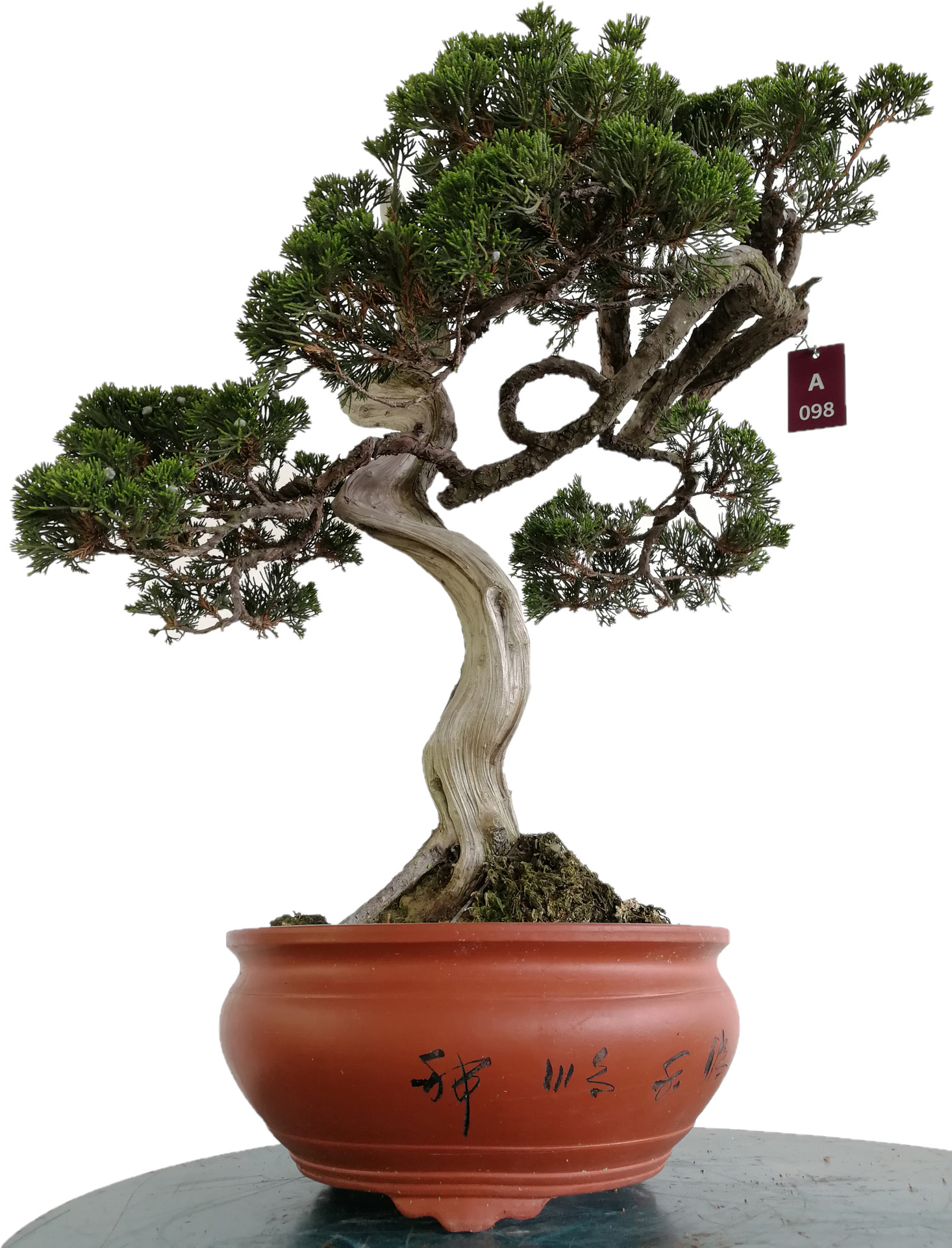 盆景真柏台湾李仲鸿丝雕技术新中式迎客松茶几桌面根雕摆件办公室