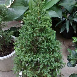 塔松价格-最新塔松价格,批发报价,价格大全 - 阿里巴巴