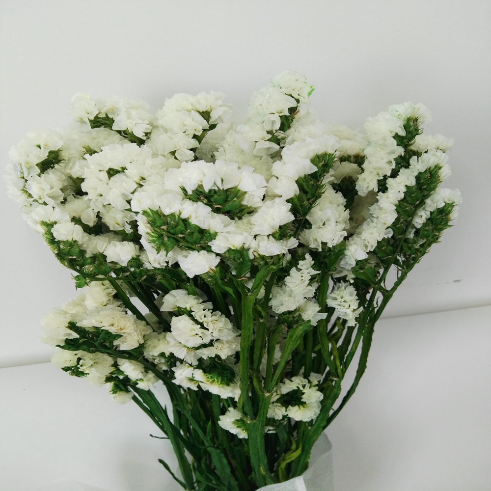 手工diy干花永生花勿忘我插花配材家居装饰配草干花干草勿忘我