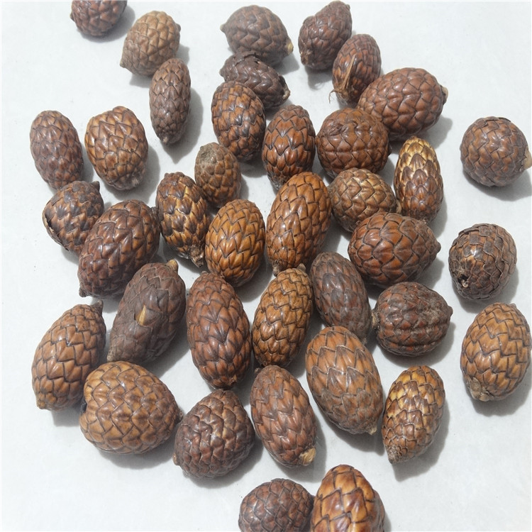 菩提子手工画小铁树子拍摄道具装饰圣诞节装饰菩提果龙鳞果