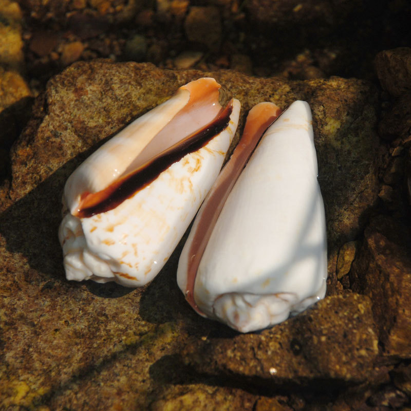 红嘴螺 红口螺天然海螺壳贝壳鱼缸装饰品造景摆件凤凰螺 标本收藏