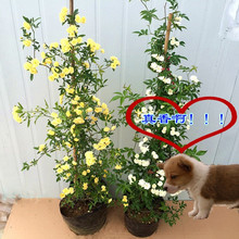 黄木香花苗爬藤植物浓香四季带花红木香白木香蔷薇花阳台攀援花卉