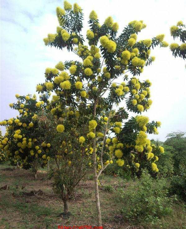 供应 黄金熊猫 6-8cm 袋苗 澳洲黄花树 开花乔木