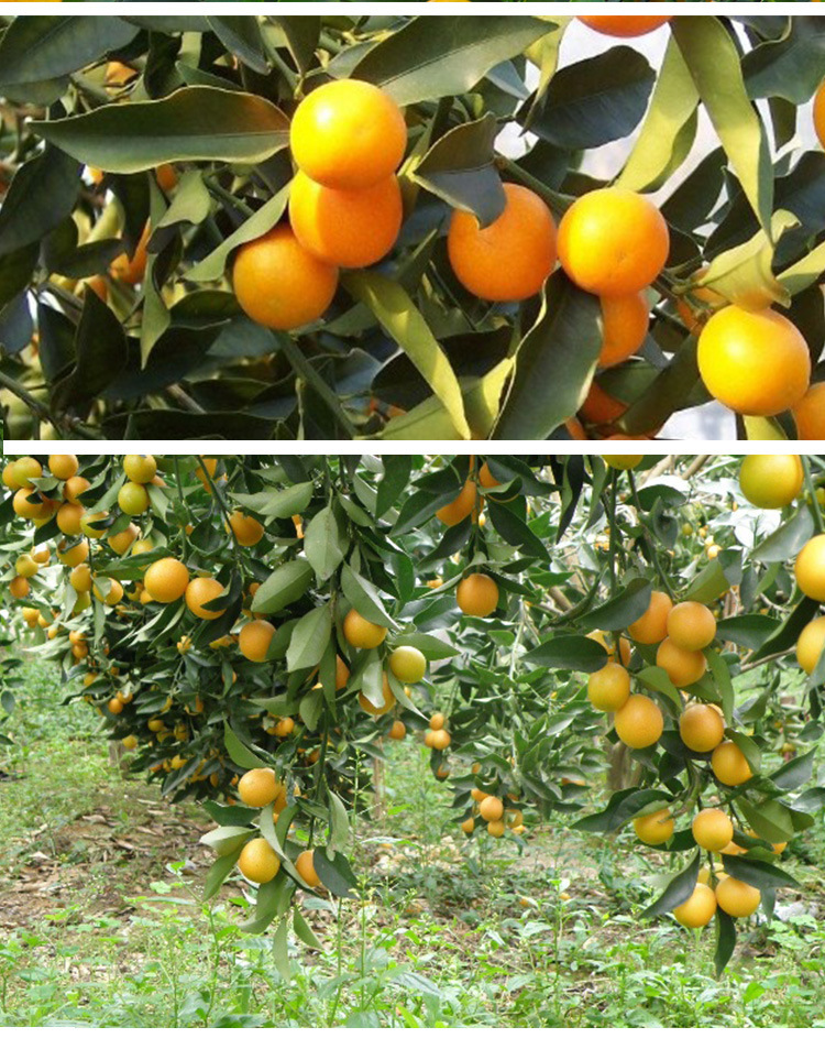 供应金桔干热卖金桔片吃泡水花果茶散装产地直供