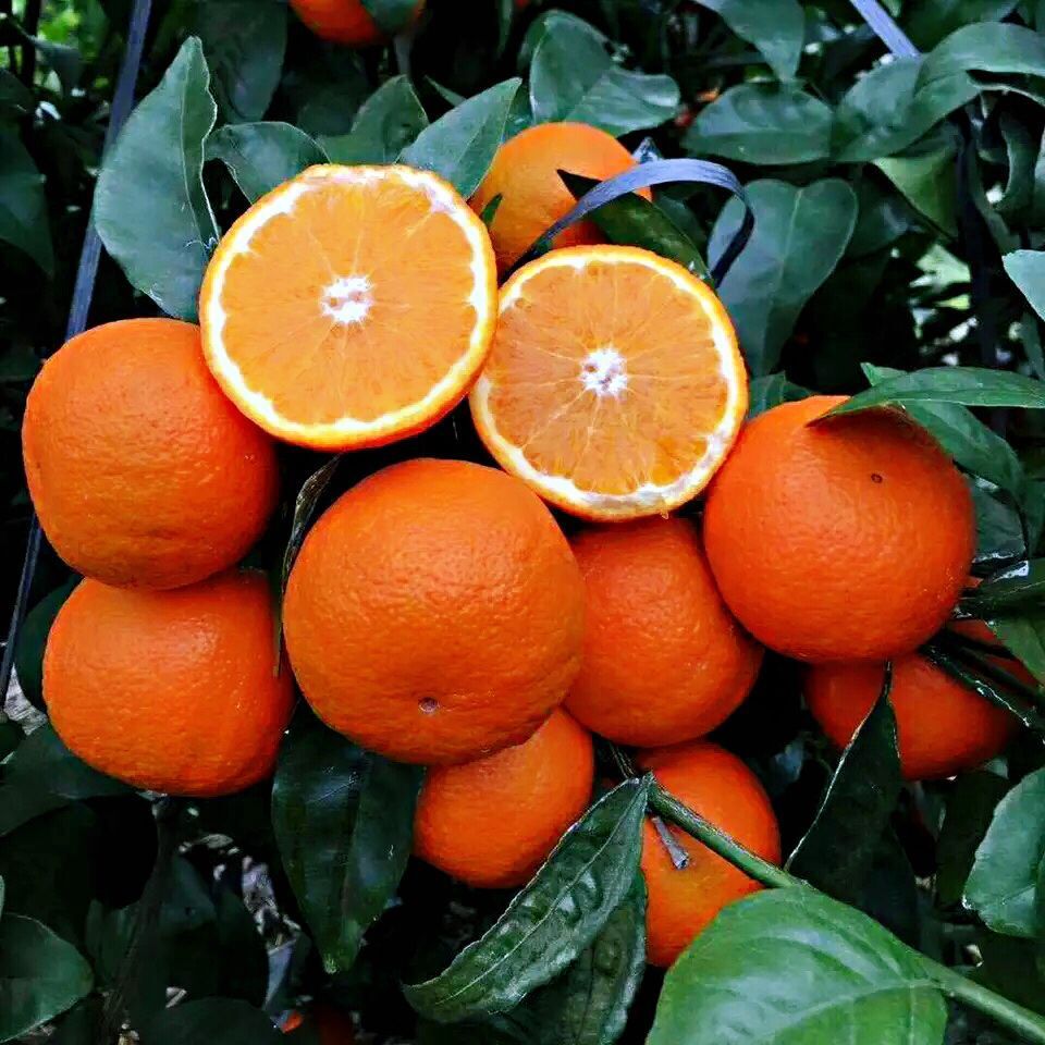 厂家直供091无核沃柑苗 柑桔新品种