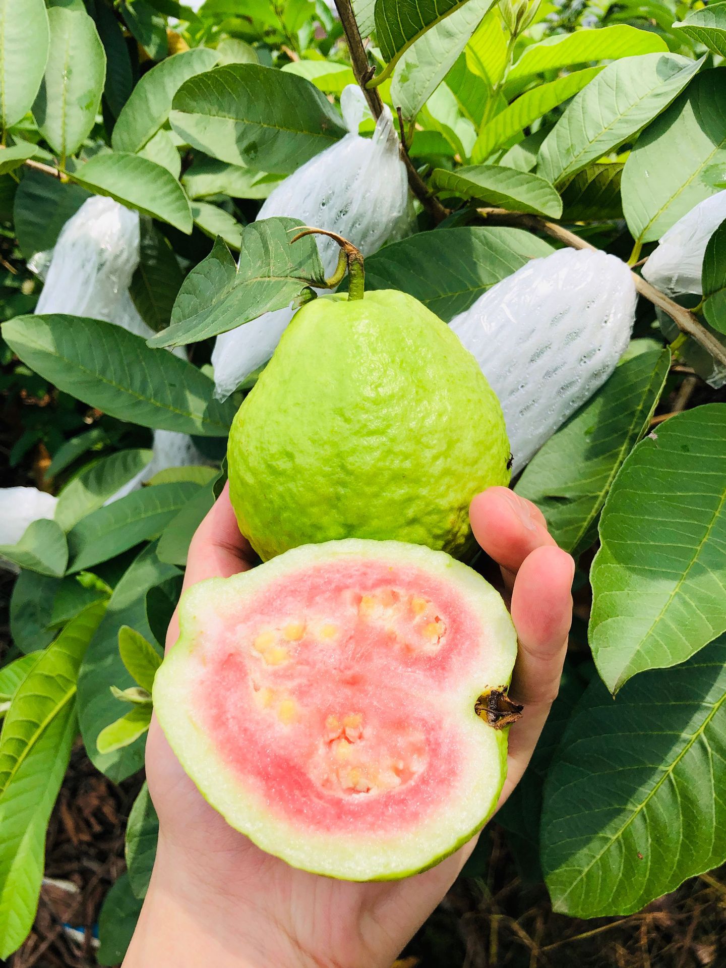 直采 广西红心芭乐5/8斤装 番石榴 新鲜水果 一件代发