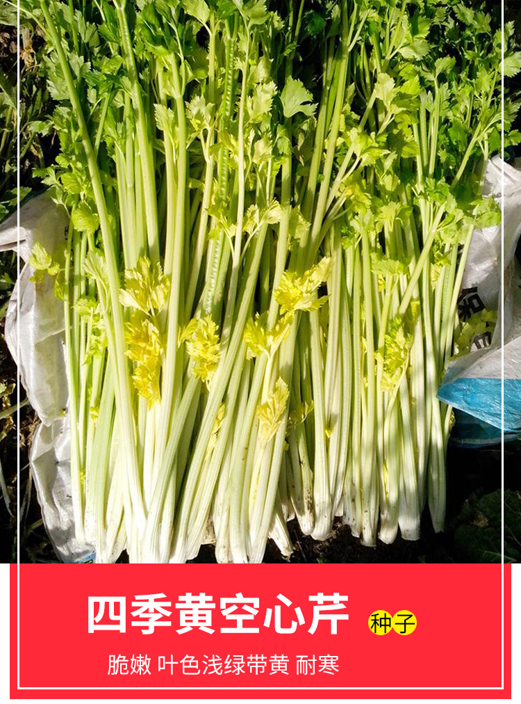 黄心芹菜速生小香芹 四季黄空心芹种子黄嫩西芹绿叶黄心庭院盆栽