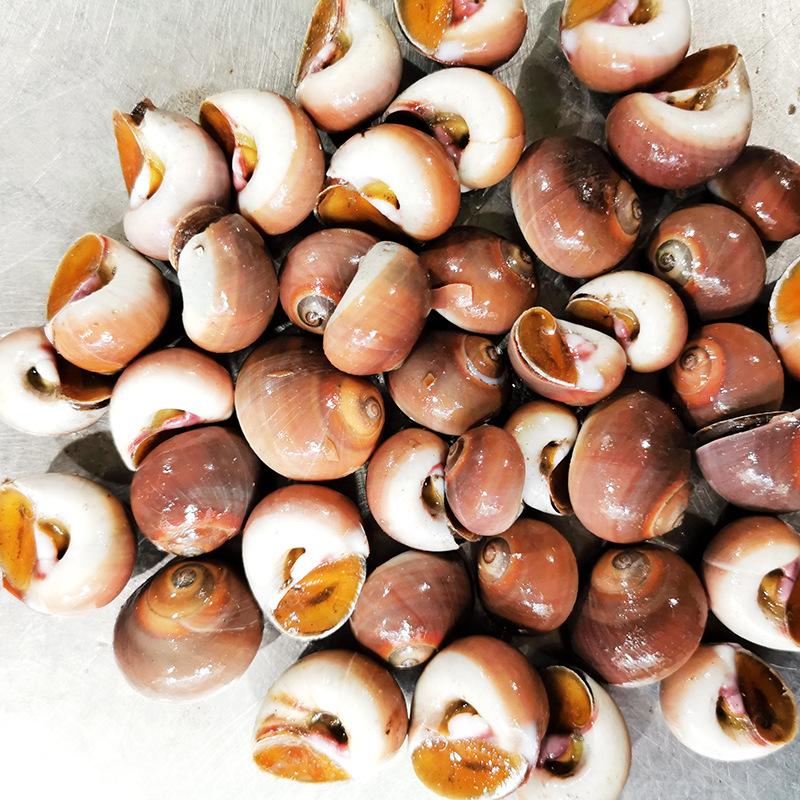 东港产地供应鲜活红香螺-各种规格小船红香螺