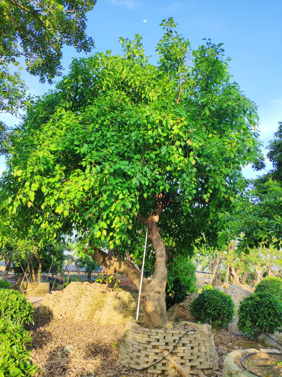 905基地直销 斜飘菩提榕 大树 弯杆 菩提树 造型树特选
