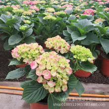 大绣球花苗老桩盆栽带花八仙花无尽夏花卉植物室内花庭院四季开花