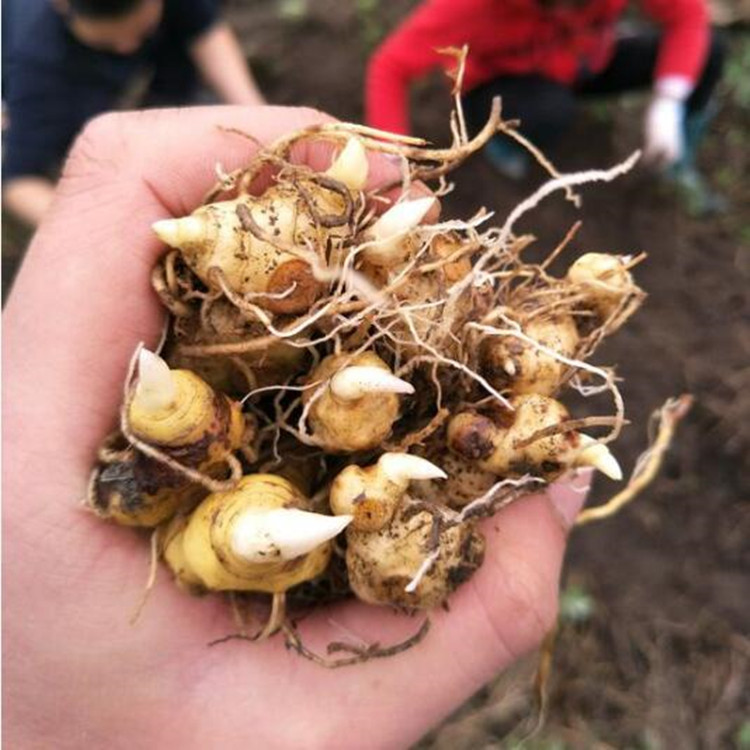 批发黄精苗 红花滇黄精种苗 多花黄精种子块茎芽头 基地批发