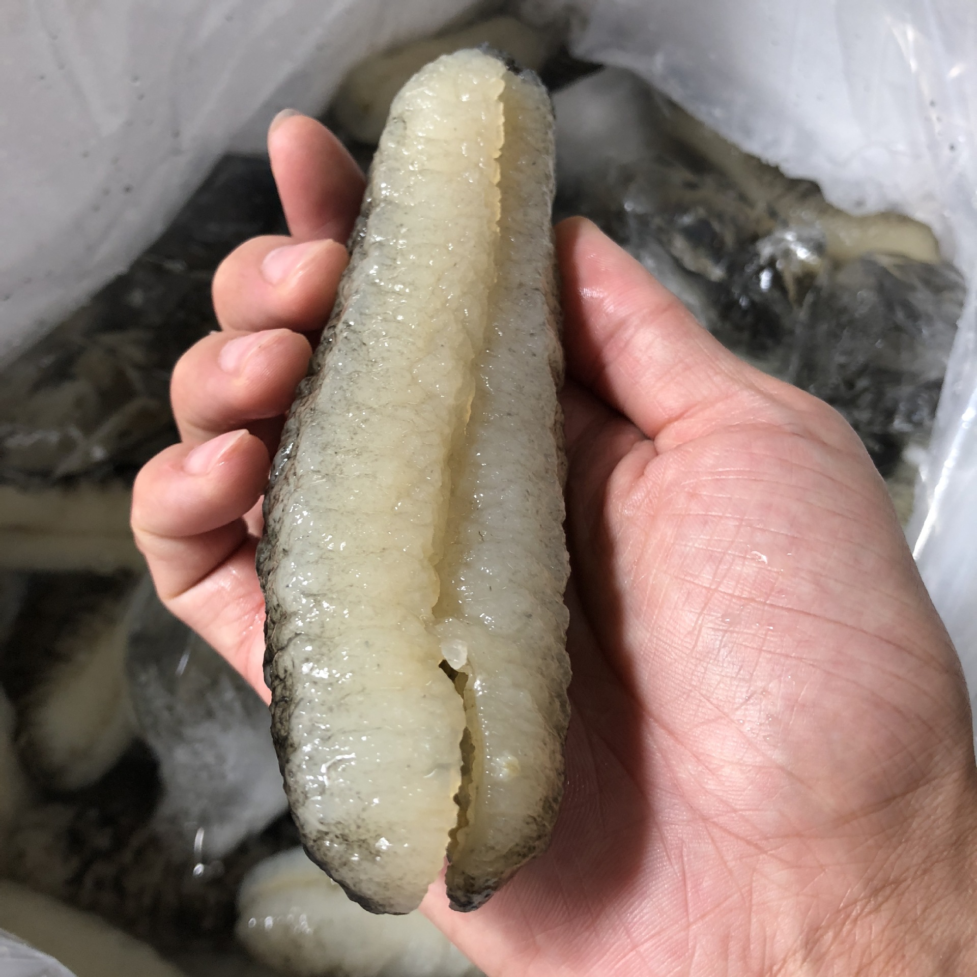 批发渠道深海天然野生海参 非洲明秃参 秃参 纯淡干海参干贷