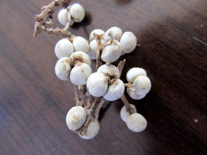 乌桕子乌桕种子乌桕小苗乌桕大树全冠乌桕乌桕大小树孝昌乌桕周巷