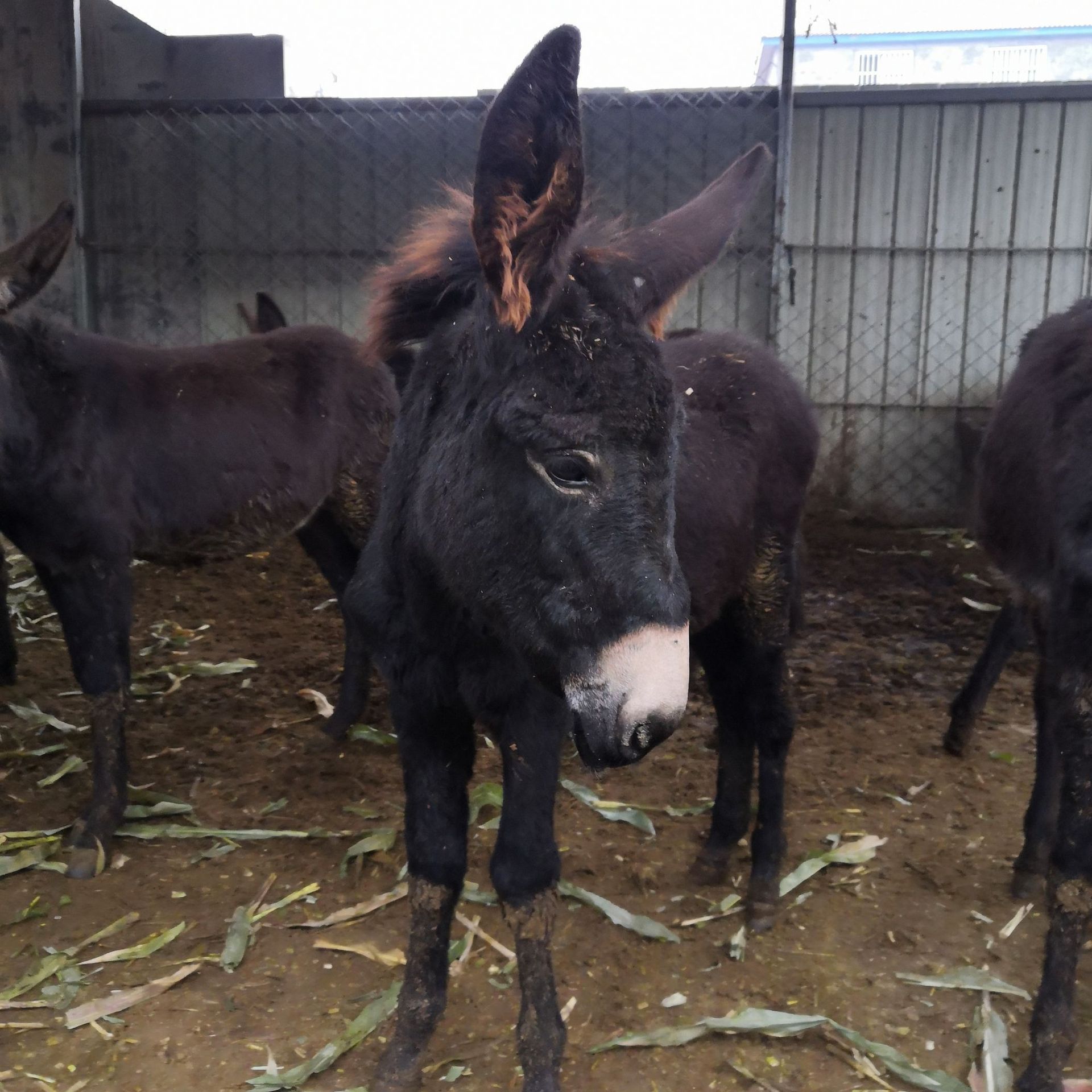 农户养殖三粉肉驴 肉驴多少钱一斤 德州驴苗哪里有卖