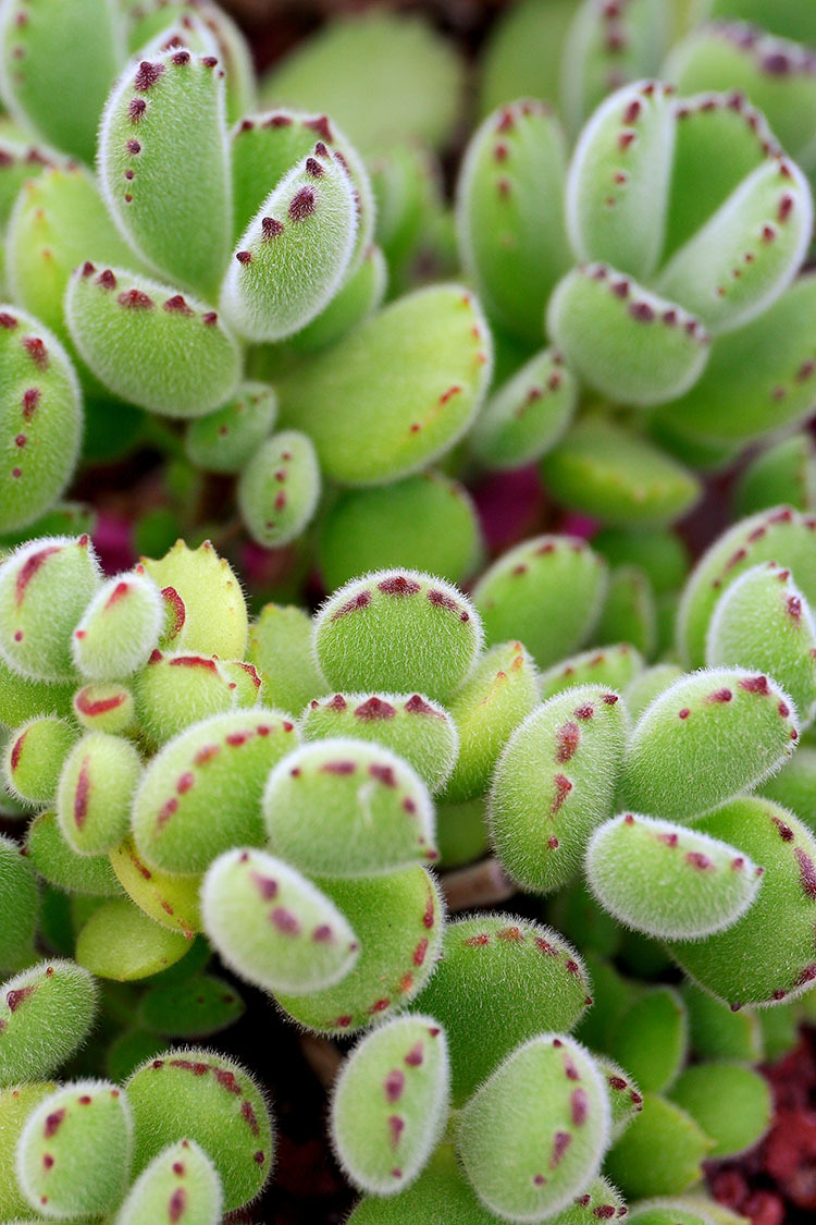 熊童子多肉植物花卉盆栽批发熊掌肉肉群生老桩清棚大颗含盆带土