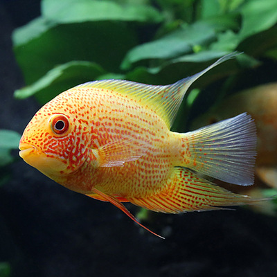 淡水鱼鱼喷点淡水鱼鱼大型鱼热带观赏鱼宠物鱼菠萝龙鱼配鱼1902