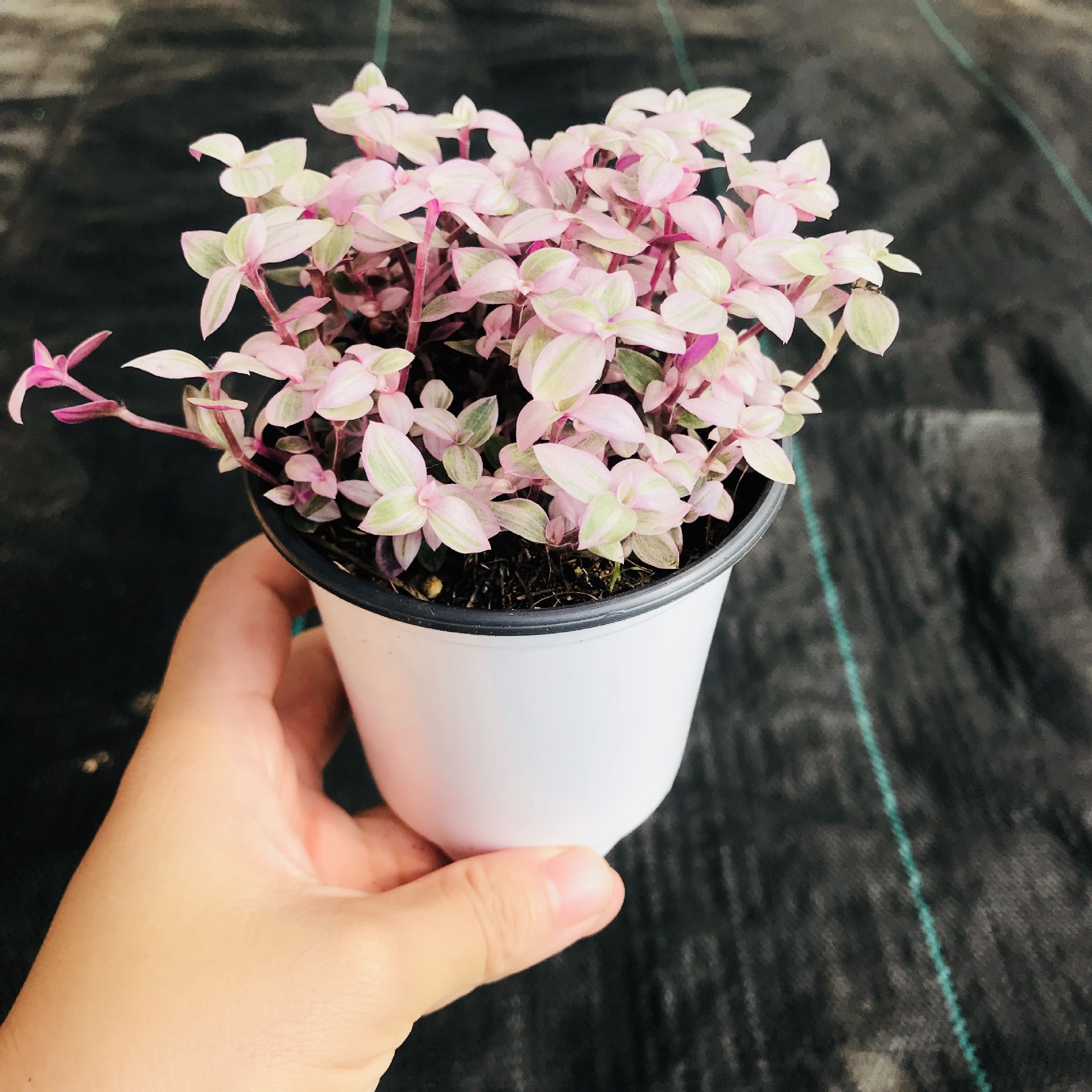 多肉植物多肉盆栽胭脂云含盆带土室内观赏群生萌肉胭脂云批发