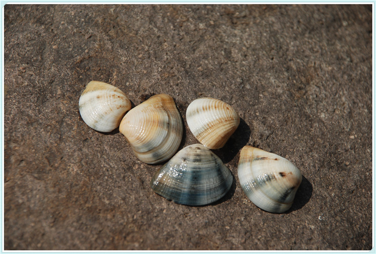 小贝壳海螺海星 diy配饰造景摆设装饰 三角贝 鳞杓拿蛤