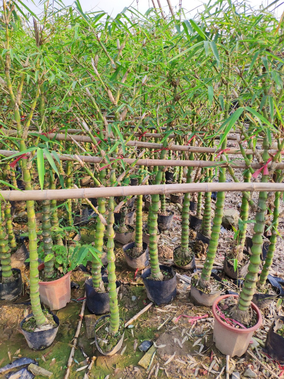 5-2米高袋苗 绿化竹子苗-阿里巴巴