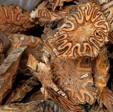 骨风龙骨风大贯众飞天蠄蟧飞天蠄蟧紫萁贯众量大从优批发中药材龙